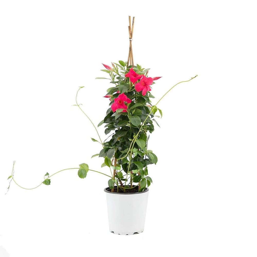Sandavilla - Mandavilla- Mandevilla - Sarmaşık Çiçeği 60-80 Cm