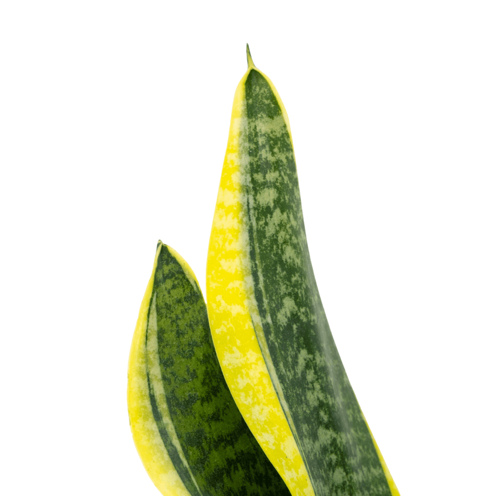 Sanseveria (Paşa Kılıcı) 20-40 Cm