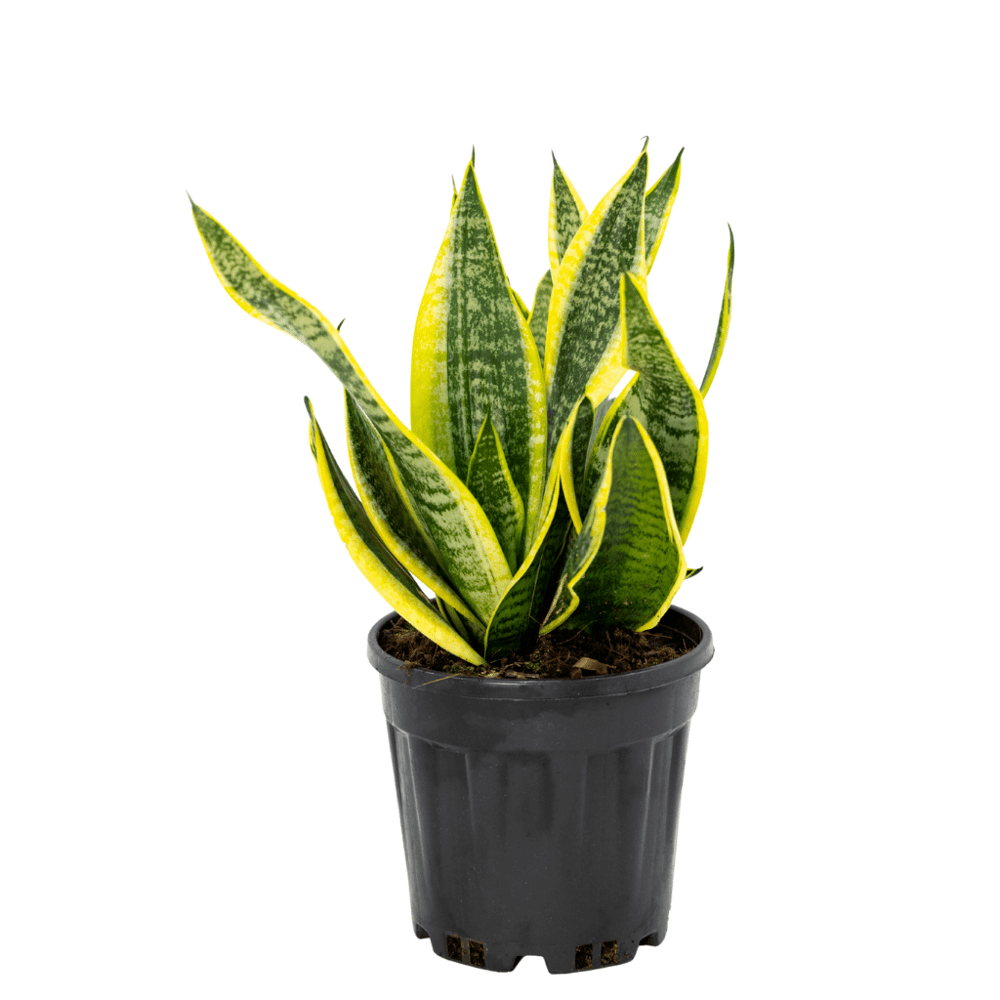 Sanseveria (Paşa Kılıcı) 40-60 Cm