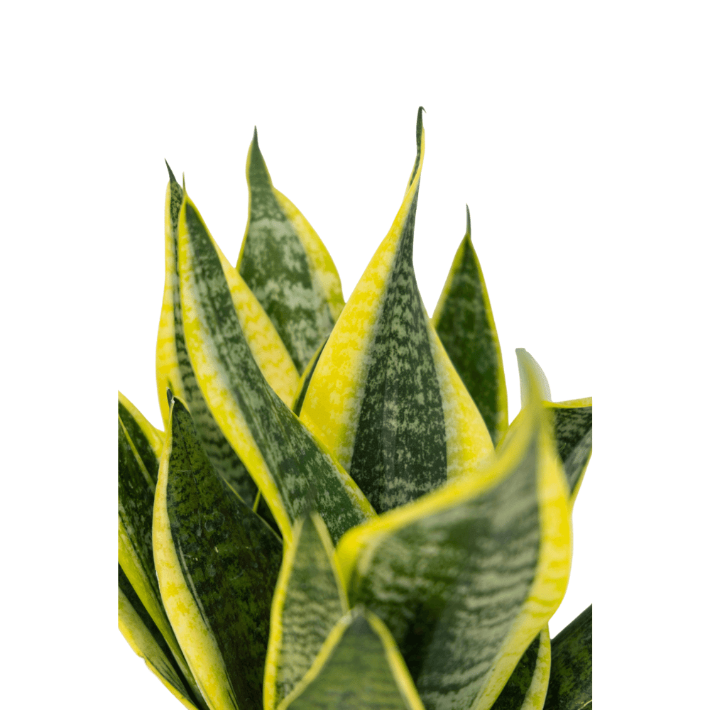 Sanseveria (Paşa Kılıcı) 40-60 Cm