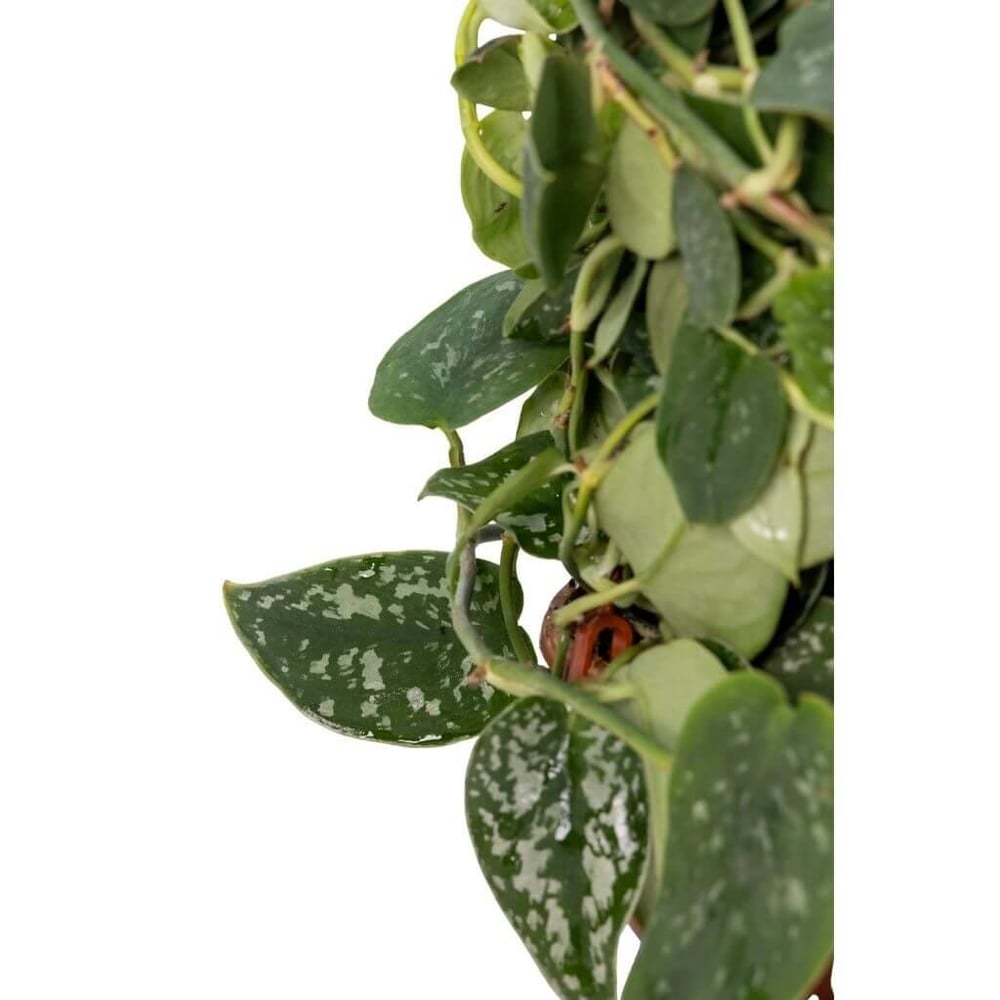 Scindapsus  (Patos Sarmaşığı )Askılı 40-60 Cm