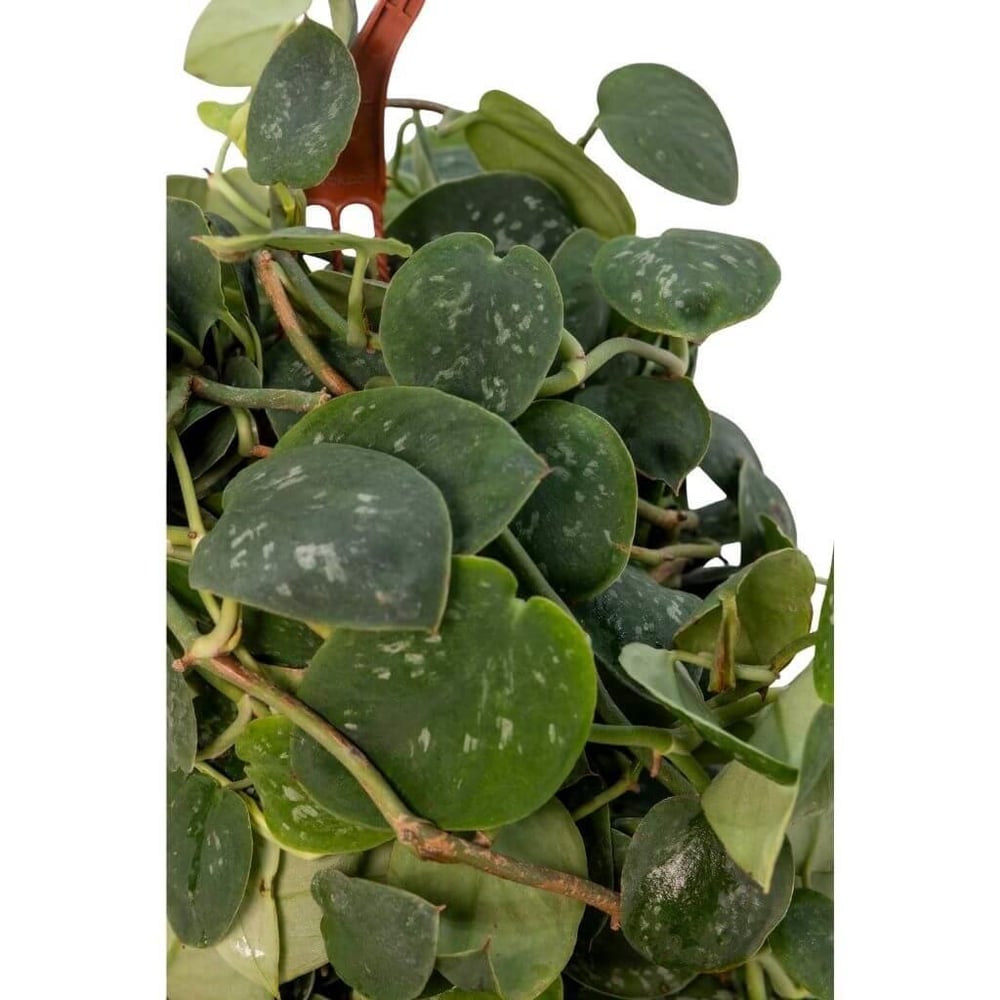 Scindapsus  (Patos Sarmaşığı )Askılı 40-60 Cm