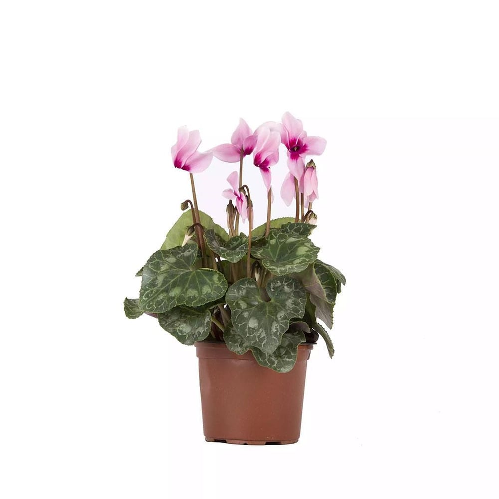 Siklamen 10-20 Cm