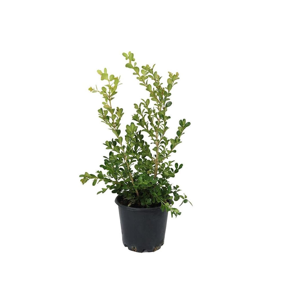 Şimşir Bitkisi 10-20 Cm