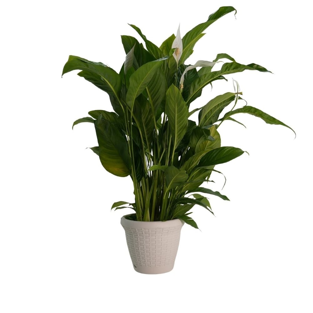 Spathiphyllum