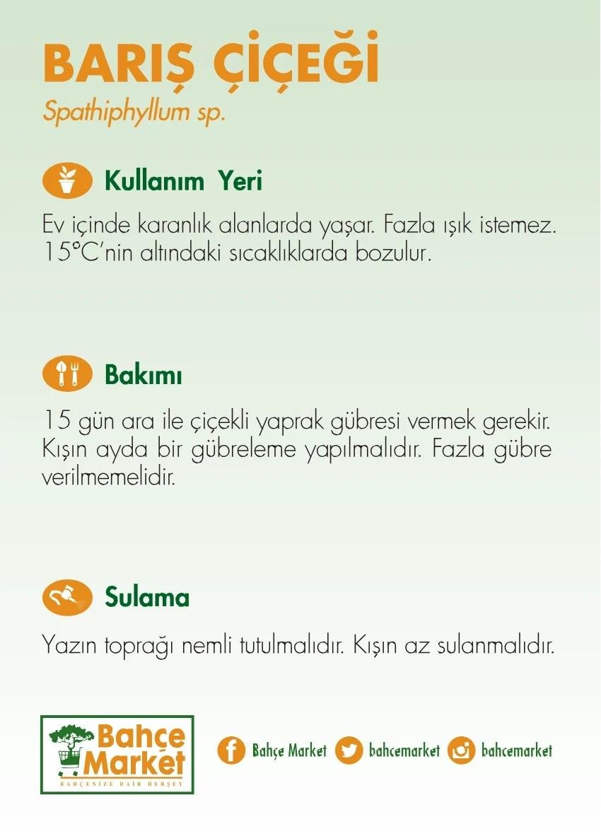 Spathiphyllum ( Barış Çiçeği ) 40-60 Cm