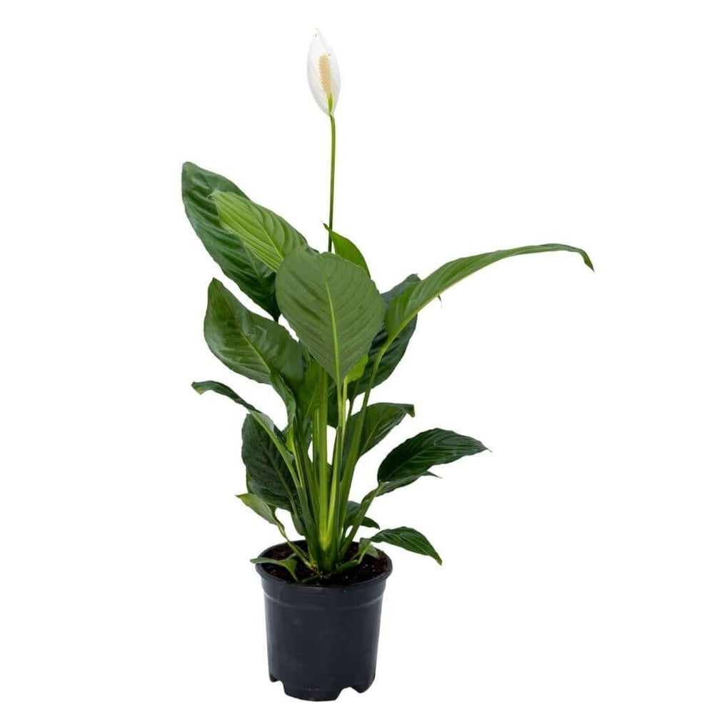 Spathiphyllum ( Barış Çiçeği ) 40-60 Cm