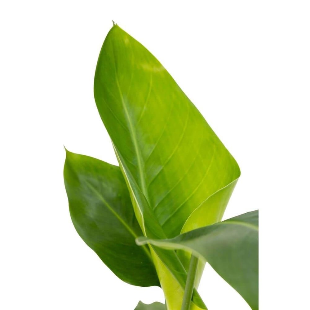 Starliçe Nicolai (Cennet Kuşu) 20 - 30 Cm