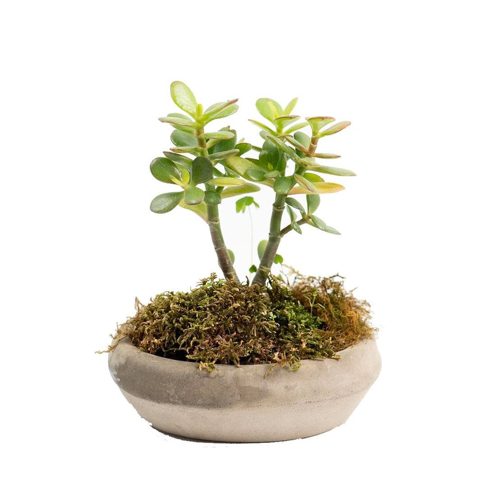 Succulent Bonsai 6