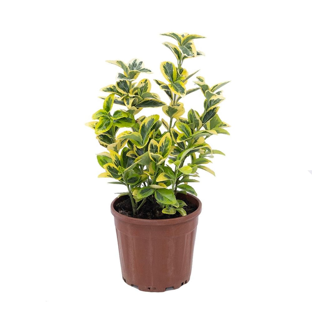 Taflan Altuni  20-40 Cm
