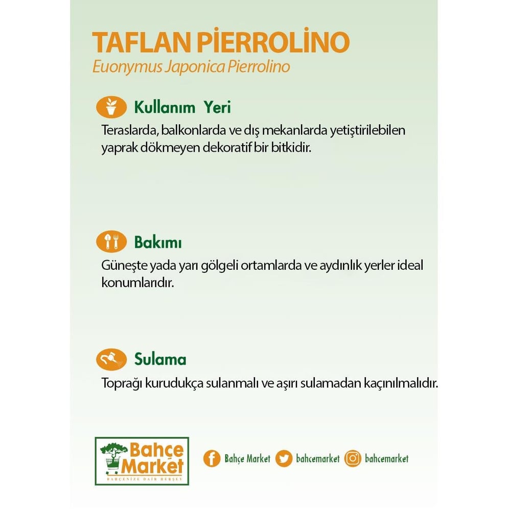 Taflan Pierrolino 20 - 30 Cm Yeşil