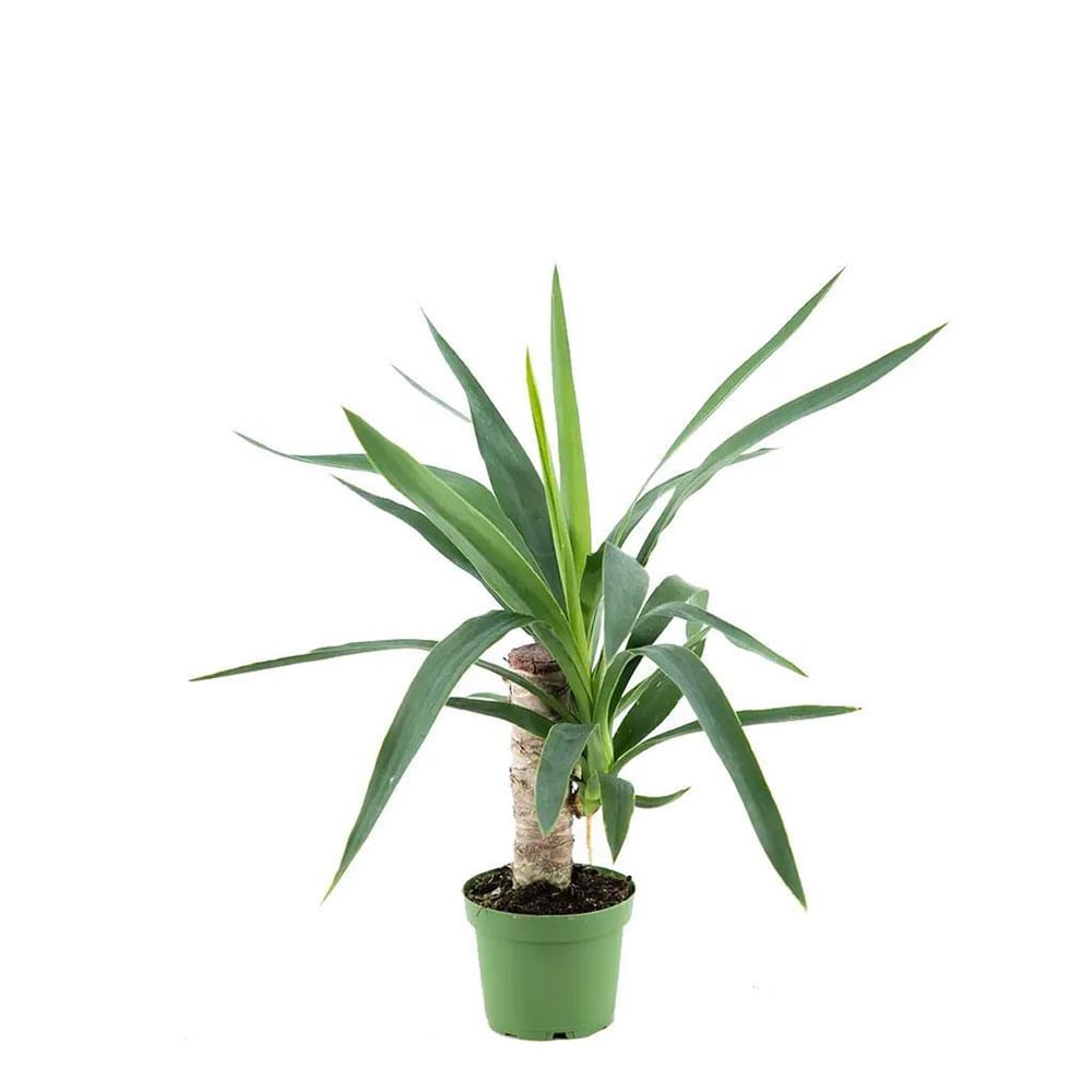 Yuka - Avize Çiçeği Tekli  30 Cm