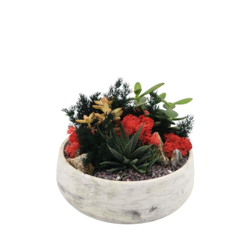 Terrarium (Teraryum) Aranjman 13