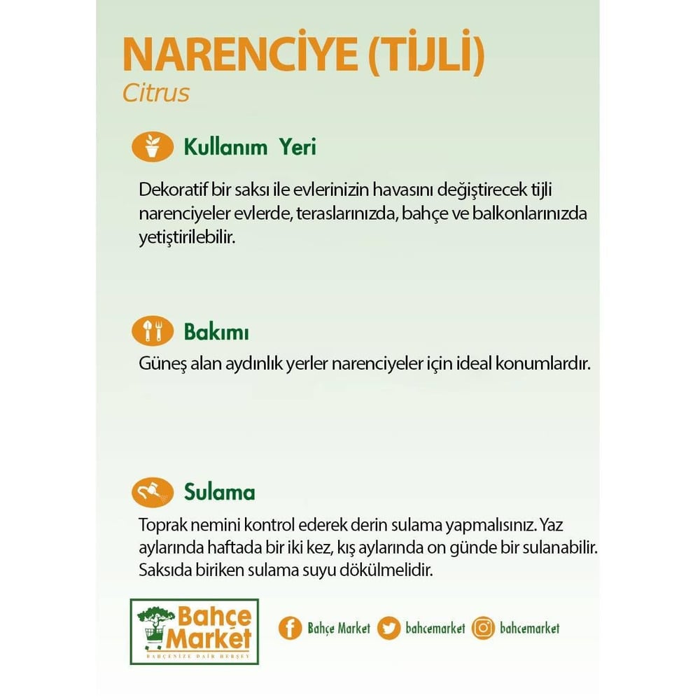 Tijli Narenciye Bitkisi - 2 Litre Saksı - Boy 30 40 Cm Yeşil