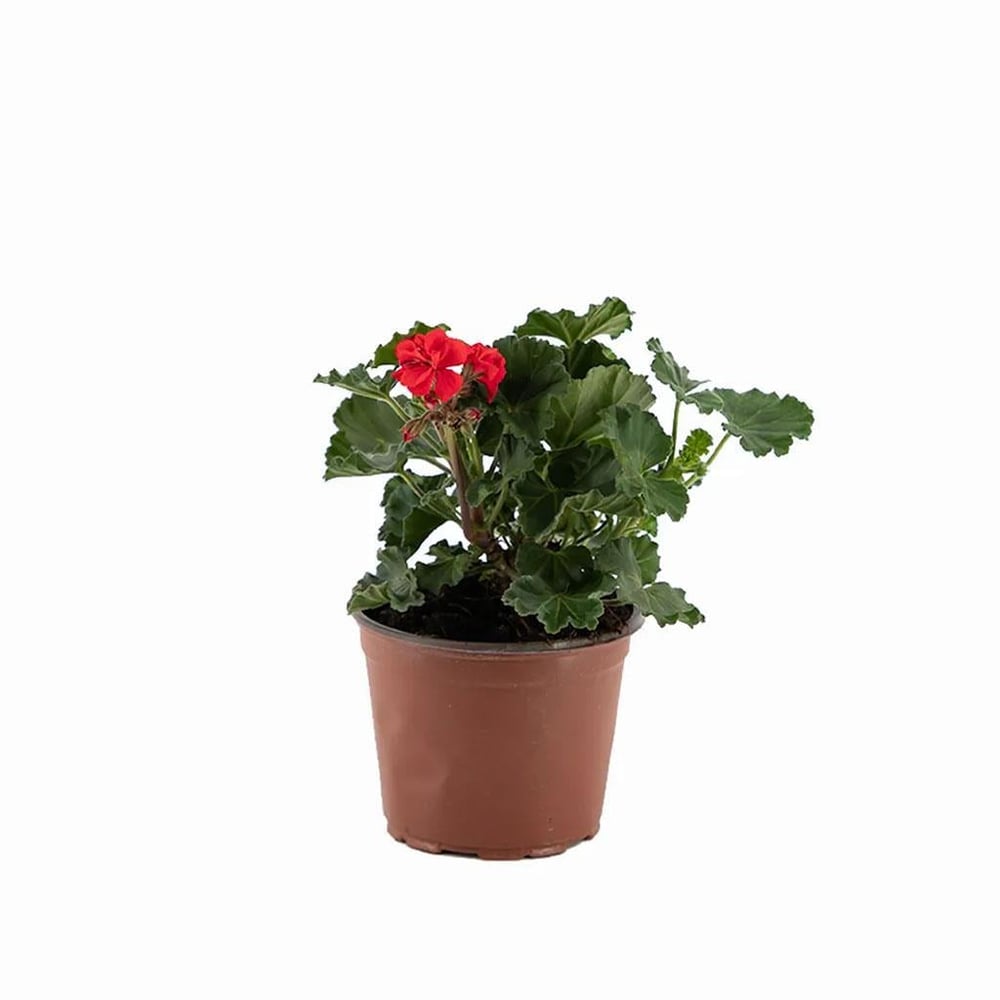 Top Sardunya Çiçeği Çap 14 Cm - Boy 10-20 Cm