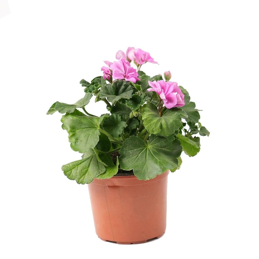 Top Sardunya Çiçeği - Çap 14 Cm - Boy 10 20 Cm