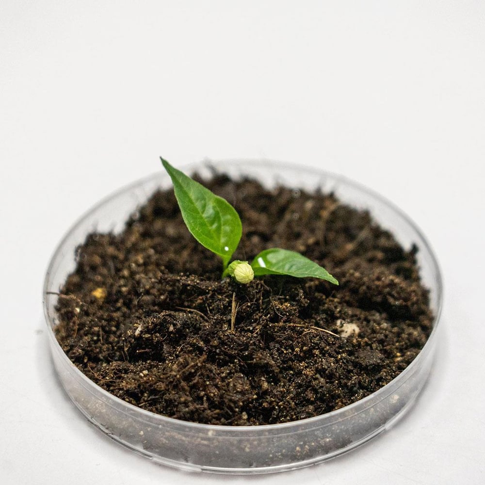 Toprak Laboratuvar Analiz Paketi 4