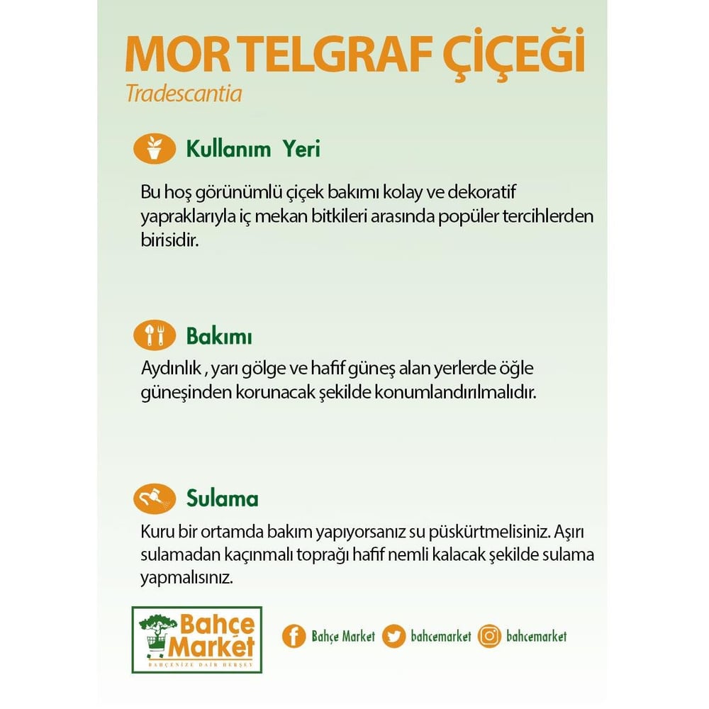 Tradescantia (Mor Telgraf)