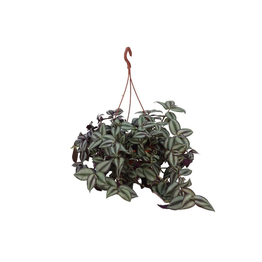 Tradescantia (Mor Telgraf)