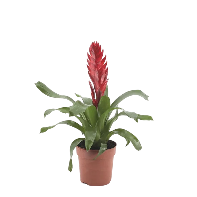 Viresia (Alev Kılıcı Çiçeği)