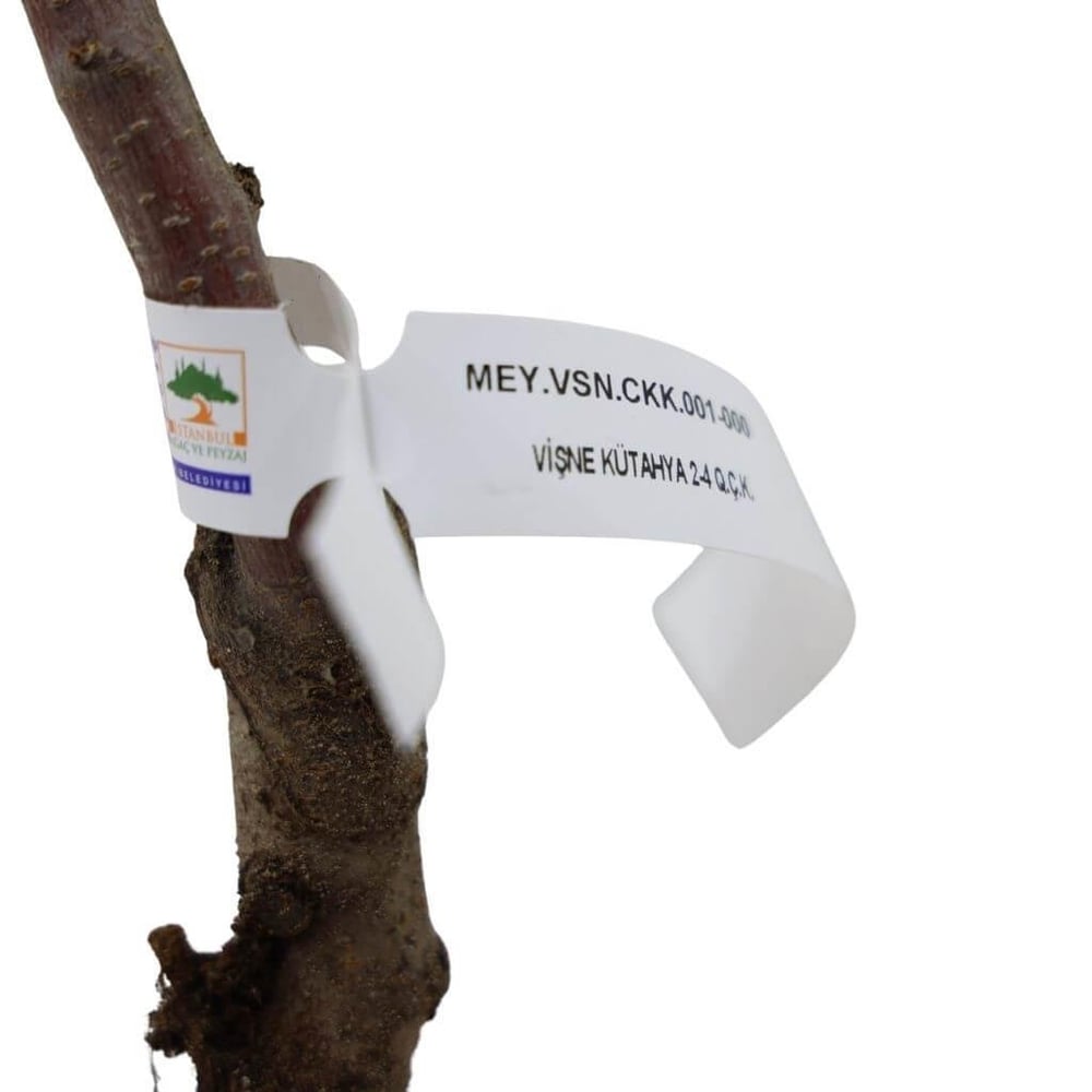 Vişne Fidanı Kütahya Çıplak Kök