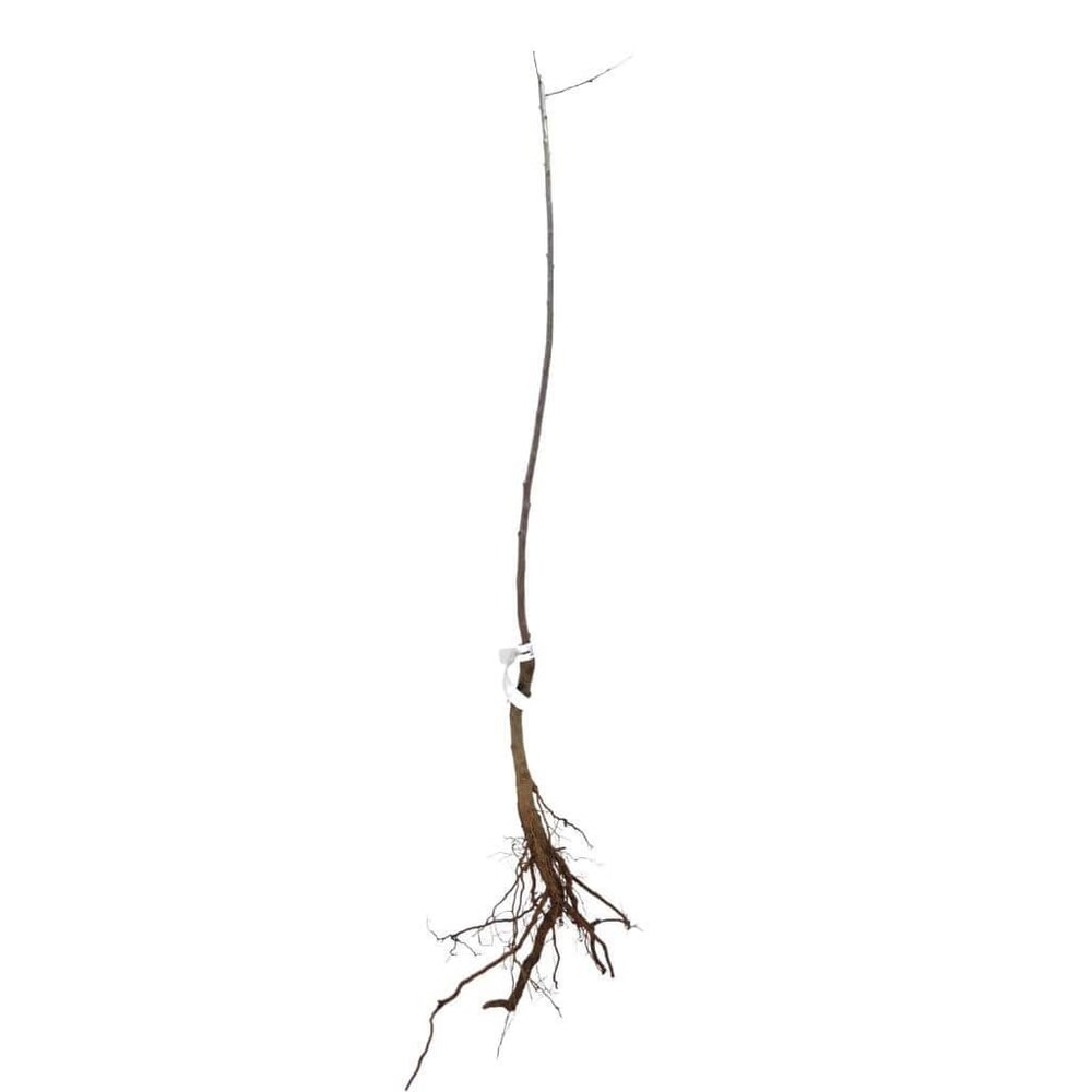 Vişne Fidanı Kütahya Çıplak Kök