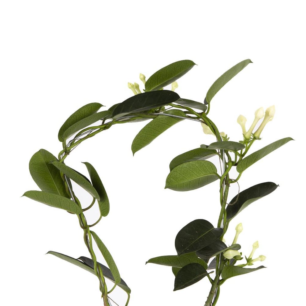 Yasemin Madagaskar 12 Çap