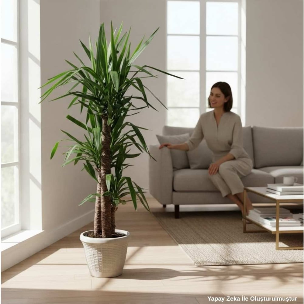 Yucca