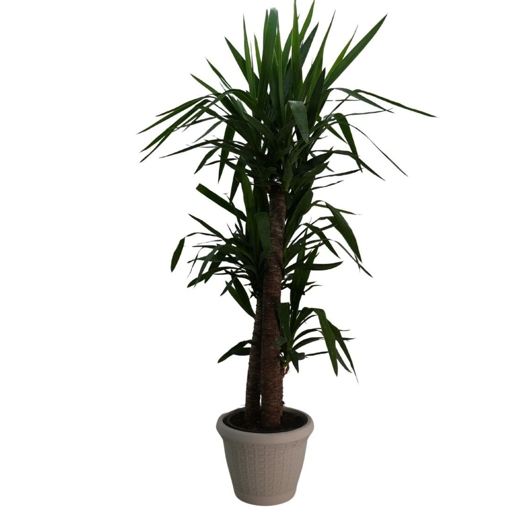 Yucca