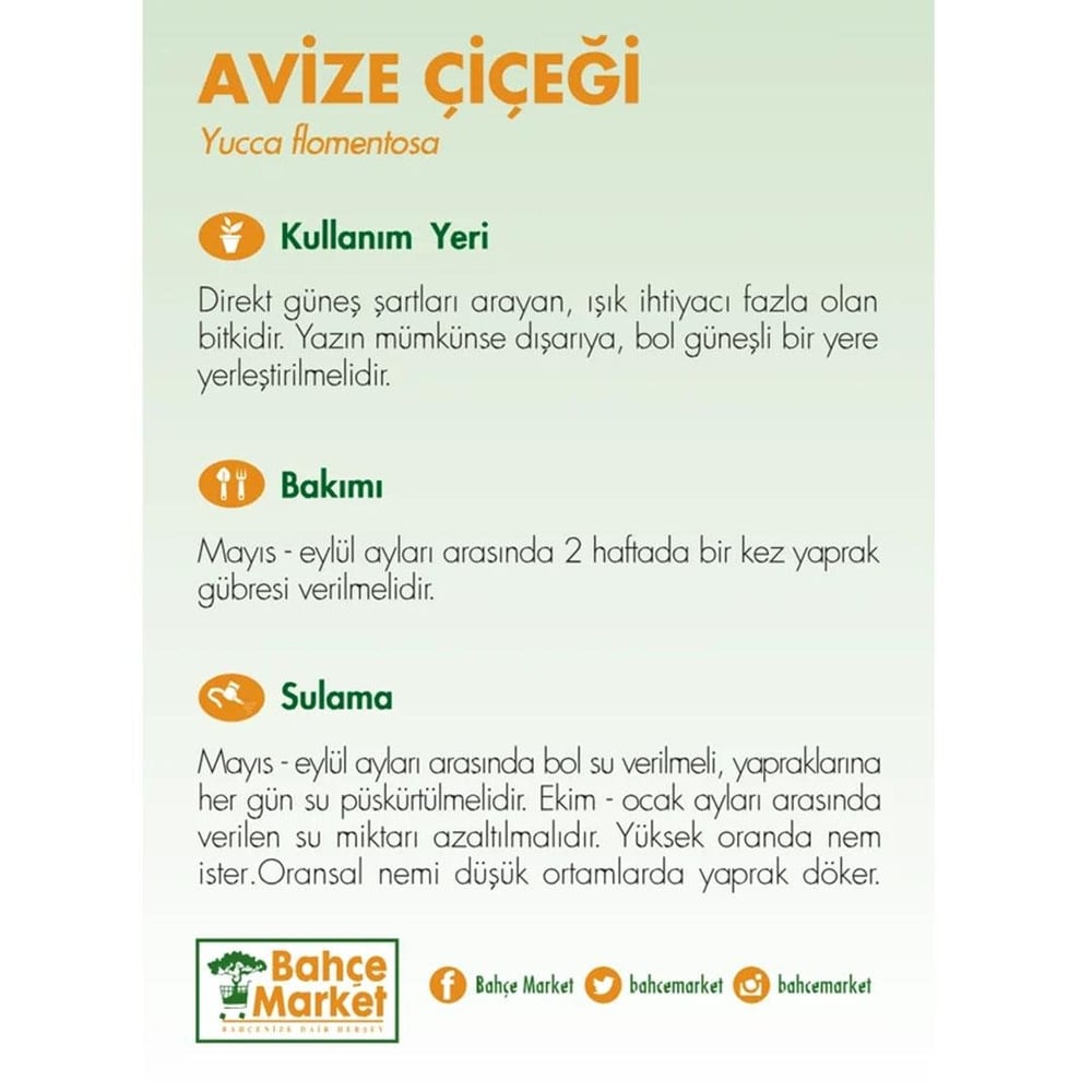 Yuka – Avize Çiçeği Bitkisi 2 Gövdeli Çap 21 Cm – Boy 60 – 80 Cm