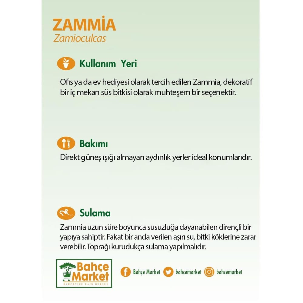 Zammia 80 - 100 Cm Yeşil