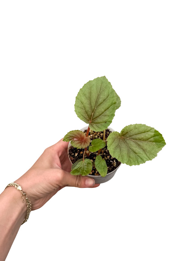 Begonia Bachiensis