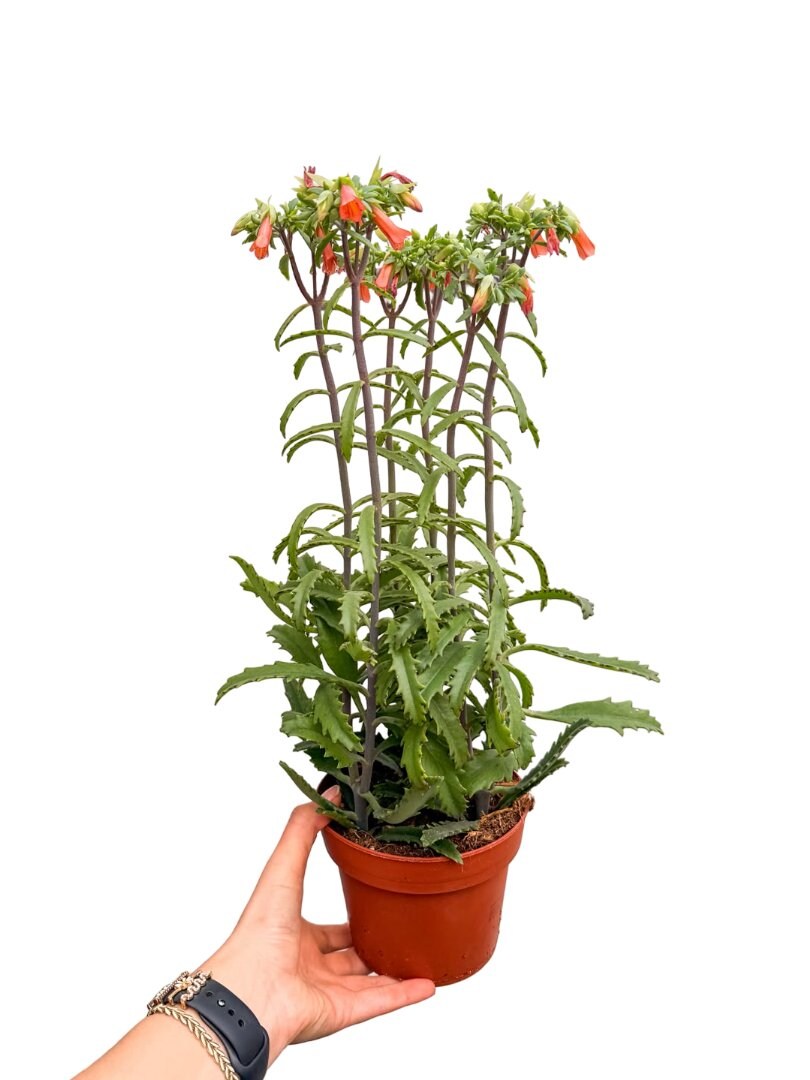 Kalanchoe Lucky Bells