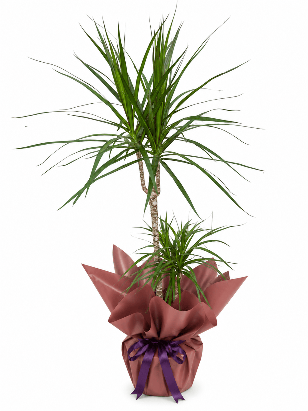Marginata Çiçeği İkili (Dracena Marginata) 100 CM