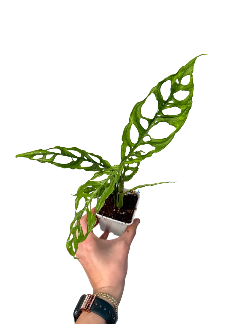 Monstera Obliqua Peru - Koleksiyonluk Tür