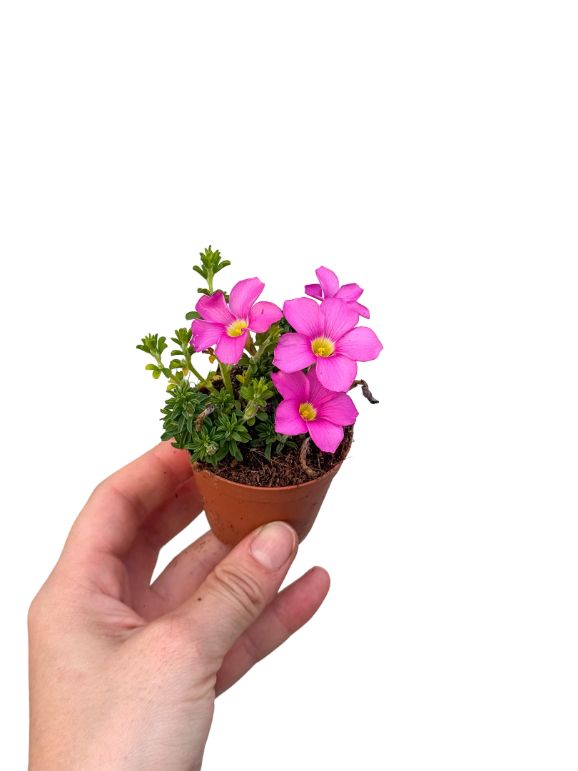 Pembe Çiçekli Mini Oxalis Shorty