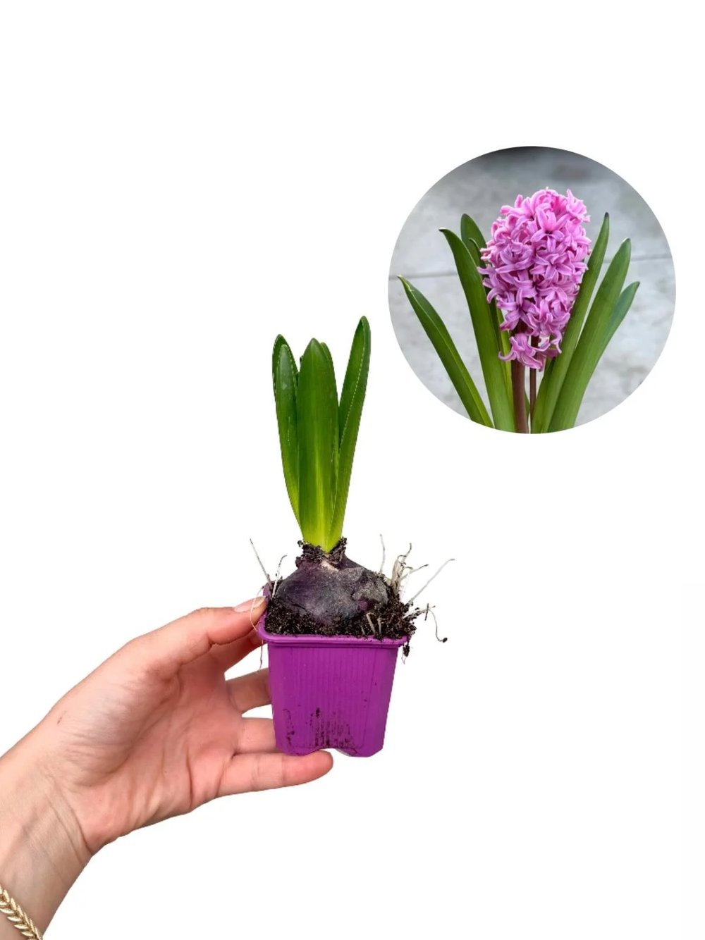 Sümbül Soğanı Pembe