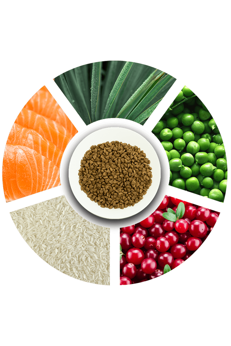 ProChoice Pro 34 Somonlu ve Pirinçli Düşük Tahıllı Yetişkin Kedi Maması 2 kg