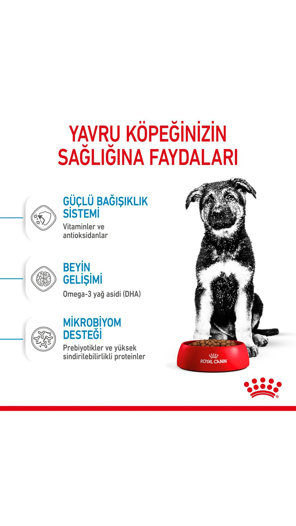 Royal Canin Maxi Puppy Büyük Irk Yavru Köpek Maması 15 kg