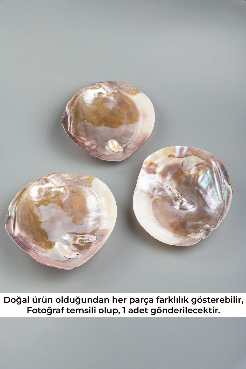 İnci Deniz Kabuğu