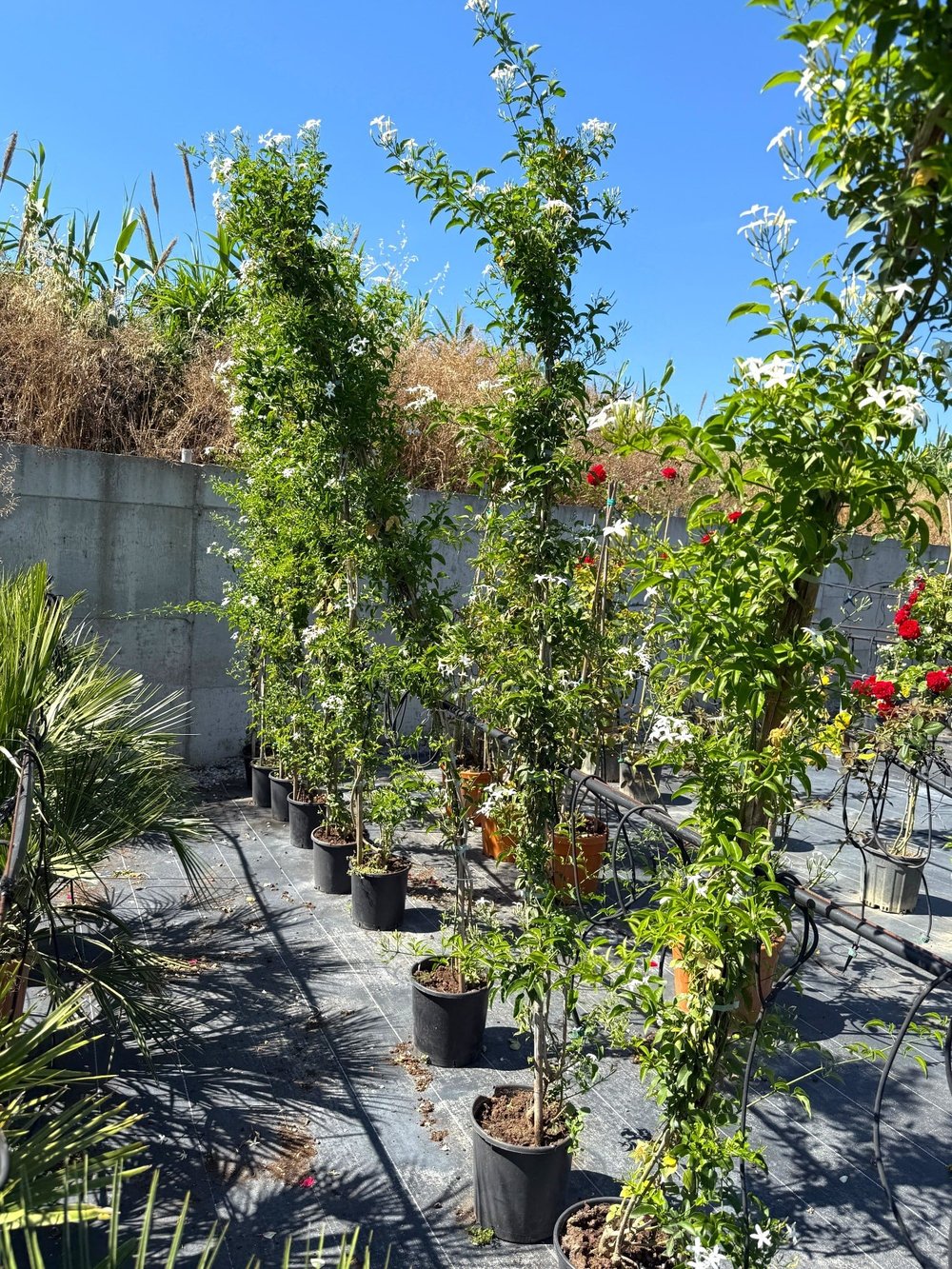 🤍 Limon Kokulu Yasemin (Jasminum Azoricum) XXL Boy 200-250 cm - Baş Döndüren Koku🤍