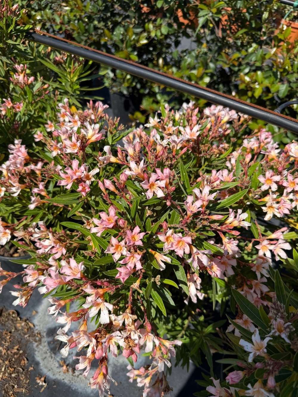 🌺 Nerium Oleander (Zakkum Çiçeği) XL Boy - Akdeniz Ateşi🌺