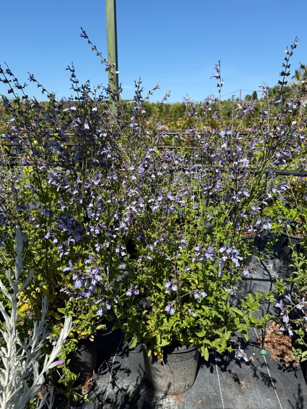 Salvia Uliginosa African Skies 100 Cm (Large Boy) Gökyüzü Mavisi