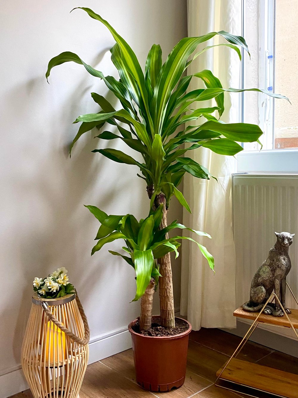 2 Gövdeli Dracaena Massengena Bitkisi XL 90-100 cm