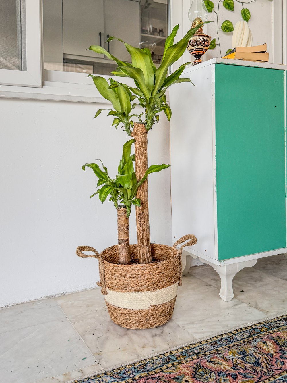 2 Gövdeli Dracaena Massengena Bitkisi XL 90-100 cm