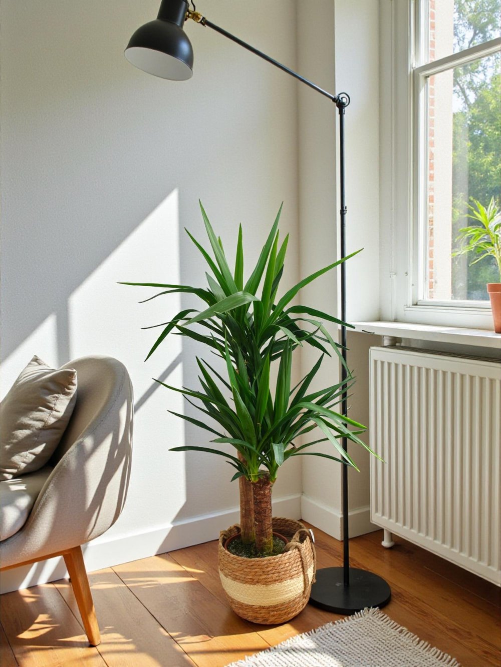 2 Gövdeli Yuka Bitkisi Large 100-120 cm (Yucca Massengena - Avize Çiçeği)