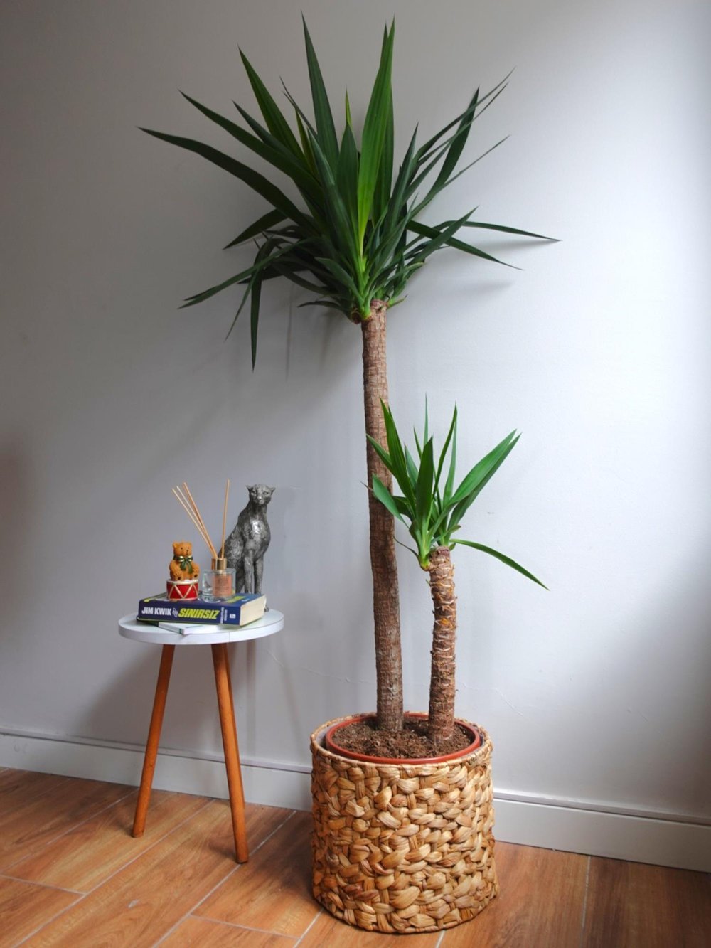 2 Gövdeli Yuka Bitkisi XL 140- 150 cm (Avize Çiçeği - Yucca Jawel Elephantipes)