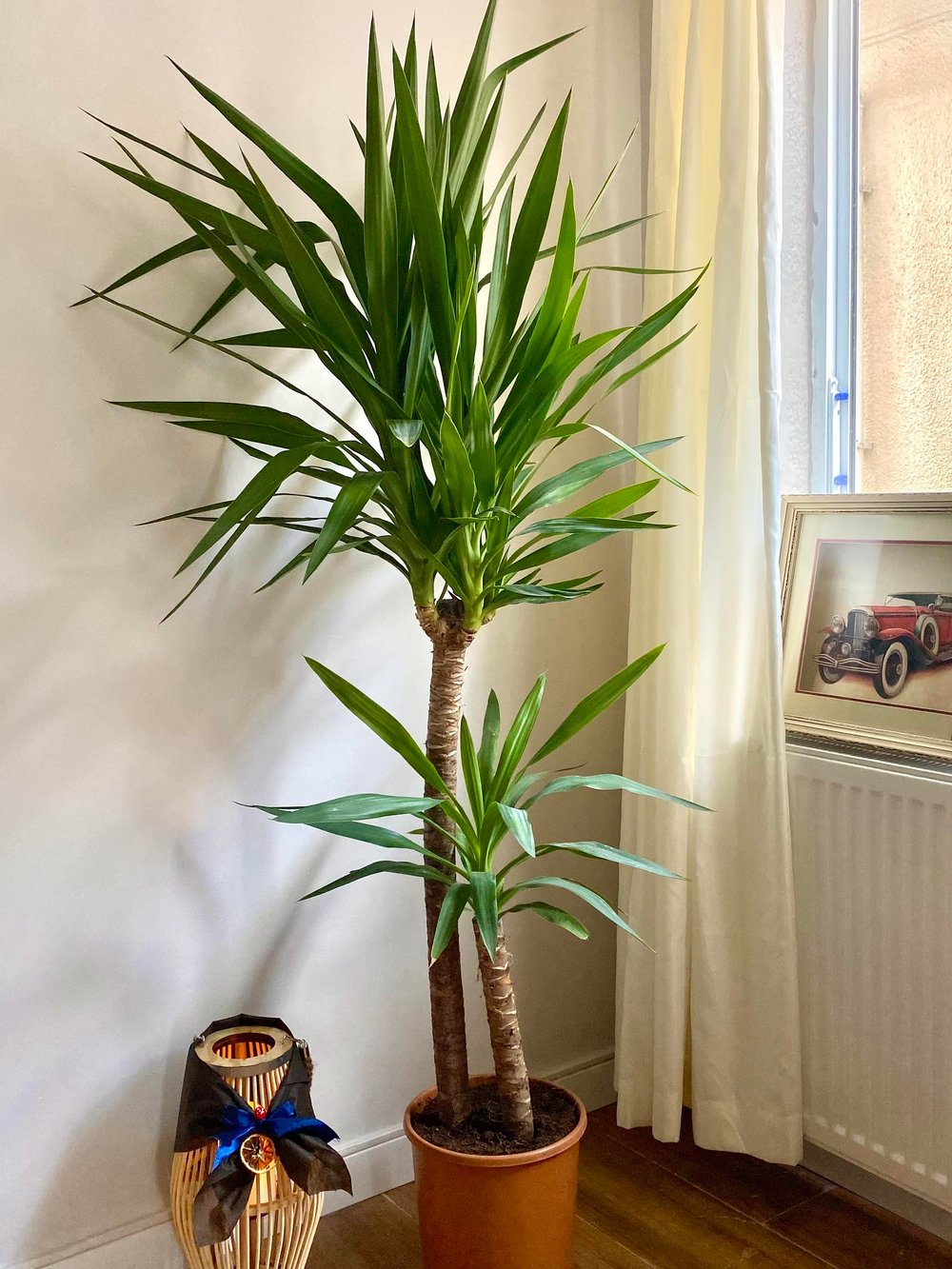 2 Gövdeli Yuka Bitkisi XL 140- 150 cm (Avize Çiçeği - Yucca Jawel Elephantipes)