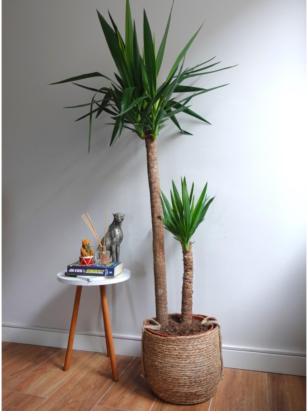 2 Gövdeli Yuka Bitkisi XL 140- 150 cm (Avize Çiçeği - Yucca Jawel Elephantipes)