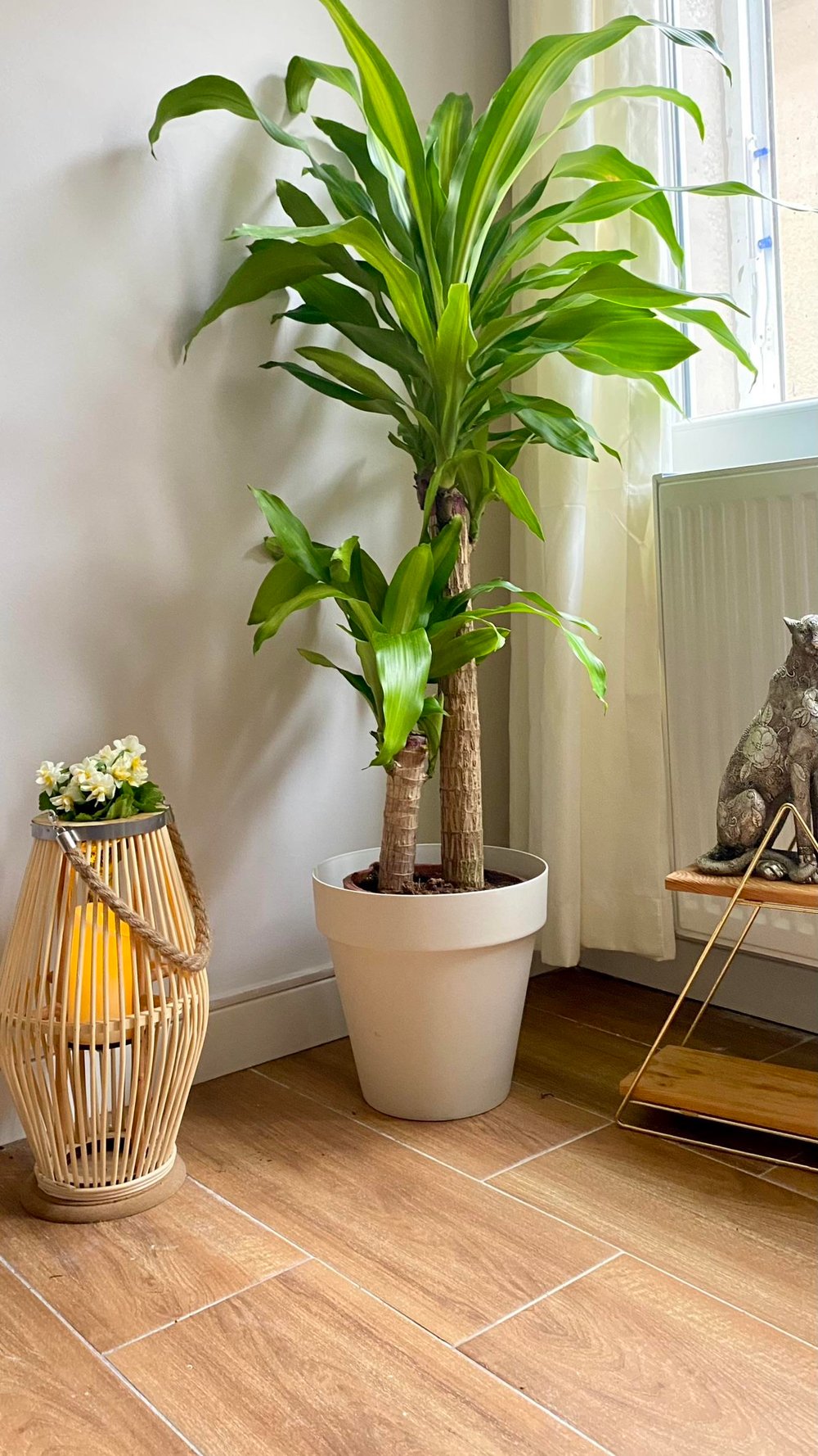 2 Gövdeli Dracaena Massengena Bitkisi XL 90-100 cm